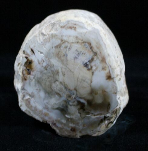 Petrified Wood Limb Section - Madagascar #3352